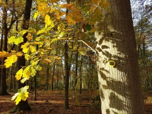 Blick in den Wald